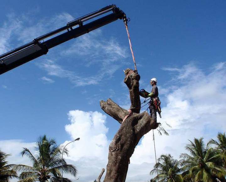 Abattage d'arbre Martinique