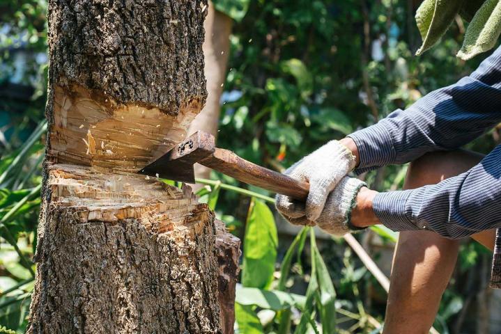 Abattage d'arbre Martinique