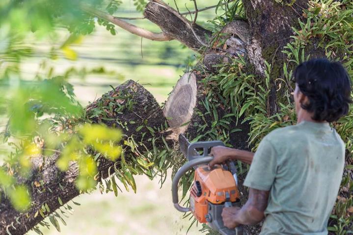 Abattage d'arbre Martinique